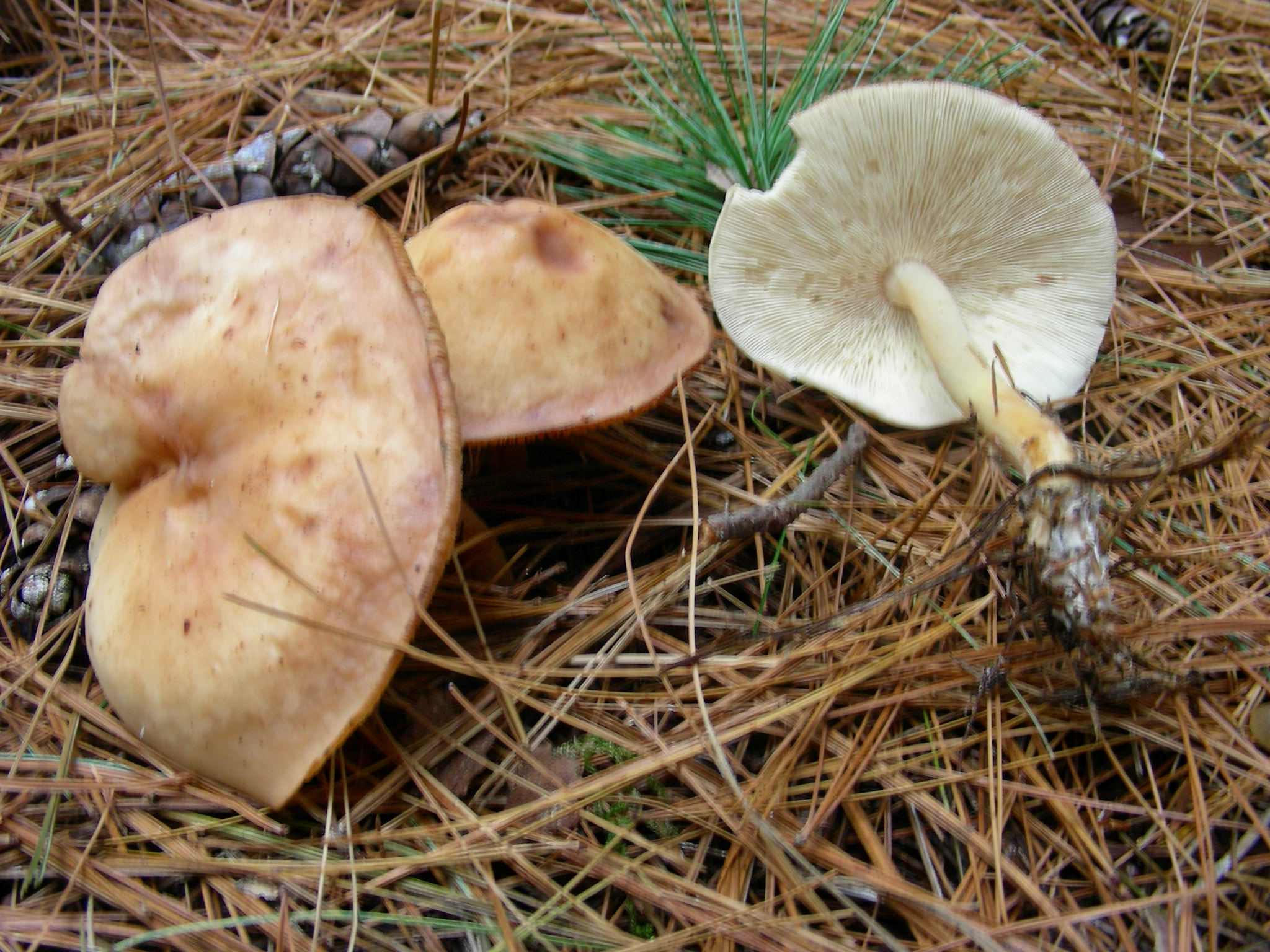 1850 Dicembre vecchio ritrovamento